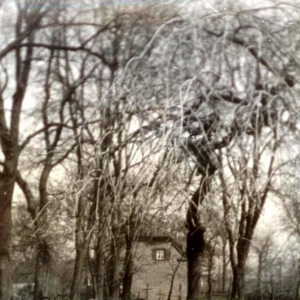 21. Drzewa na cmentarzu  przy kościele, 1966 r.